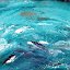 20040620_whales_003_1000_1200
