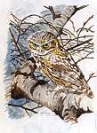 Janette Shead Encaustic ARtist - OWL - a commission