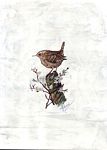 Janette Shead Encaustic Artist - Wren as on the original background