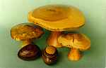 Annual Ring Mushrooms
