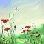CPOPPIES_1200